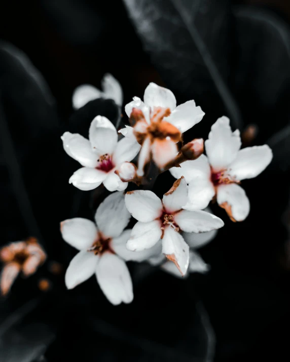 a close up of a bunch of white flowers, trending on unsplash, thumbnail, dark. no text, sakura flower, the non-binary deity of spring