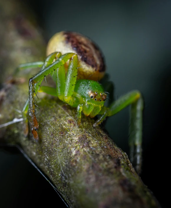 a close up of a small insect on a branch, pexels contest winner, hurufiyya, the green goblin, spider legs large, slide show, young female