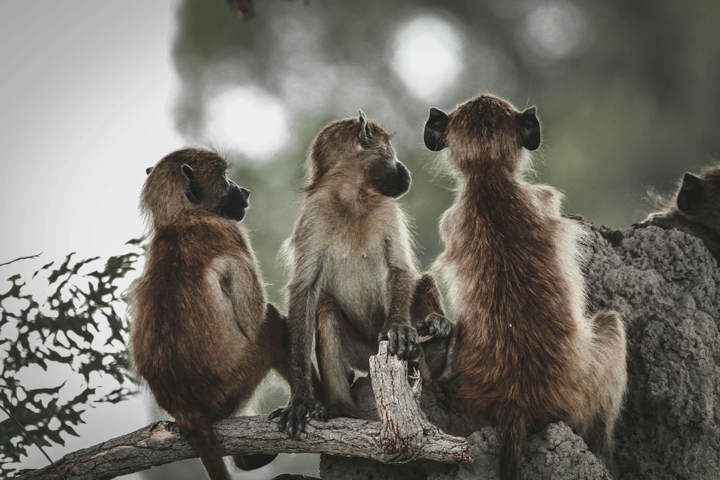 a group of monkeys sitting on top of a tree branch, by Peter Churcher, unsplash contest winner, rule of three, on a pedestal, blank, brown