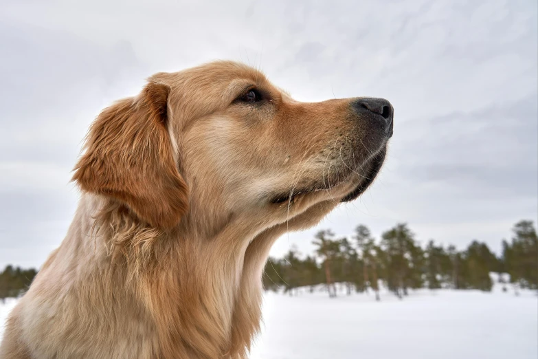 a close up of a dog in the snow, by Veikko Törmänen, pexels contest winner, looking at the sky, smooth golden skin, gif, looking from side