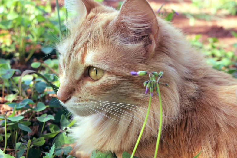 a cat that is sitting in the grass, next to a plant, spiky orange hair, intricate beauty, salvia