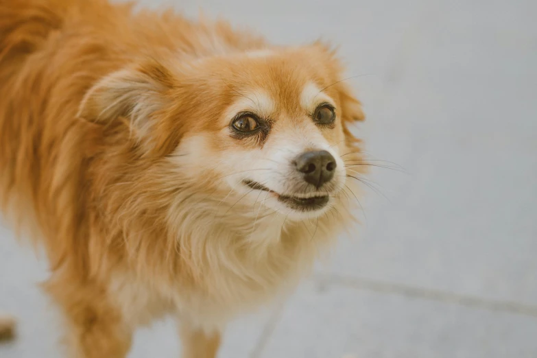 a brown and white dog standing on a sidewalk, pexels contest winner, pomeranian mix, micro expressions, dynamic closeup, animation