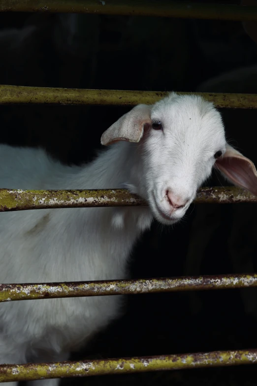 a close up of a goat in a cage, by Jan Tengnagel, trending on unsplash, paul barson, malaysian, blank, multiple stories