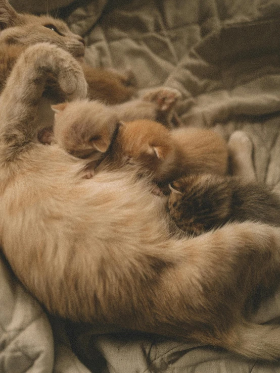 a couple of cats laying on top of a bed, by Elsa Bleda, pexels contest winner, renaissance, with chicks, motherly, maternity feeling, high angle close up shot