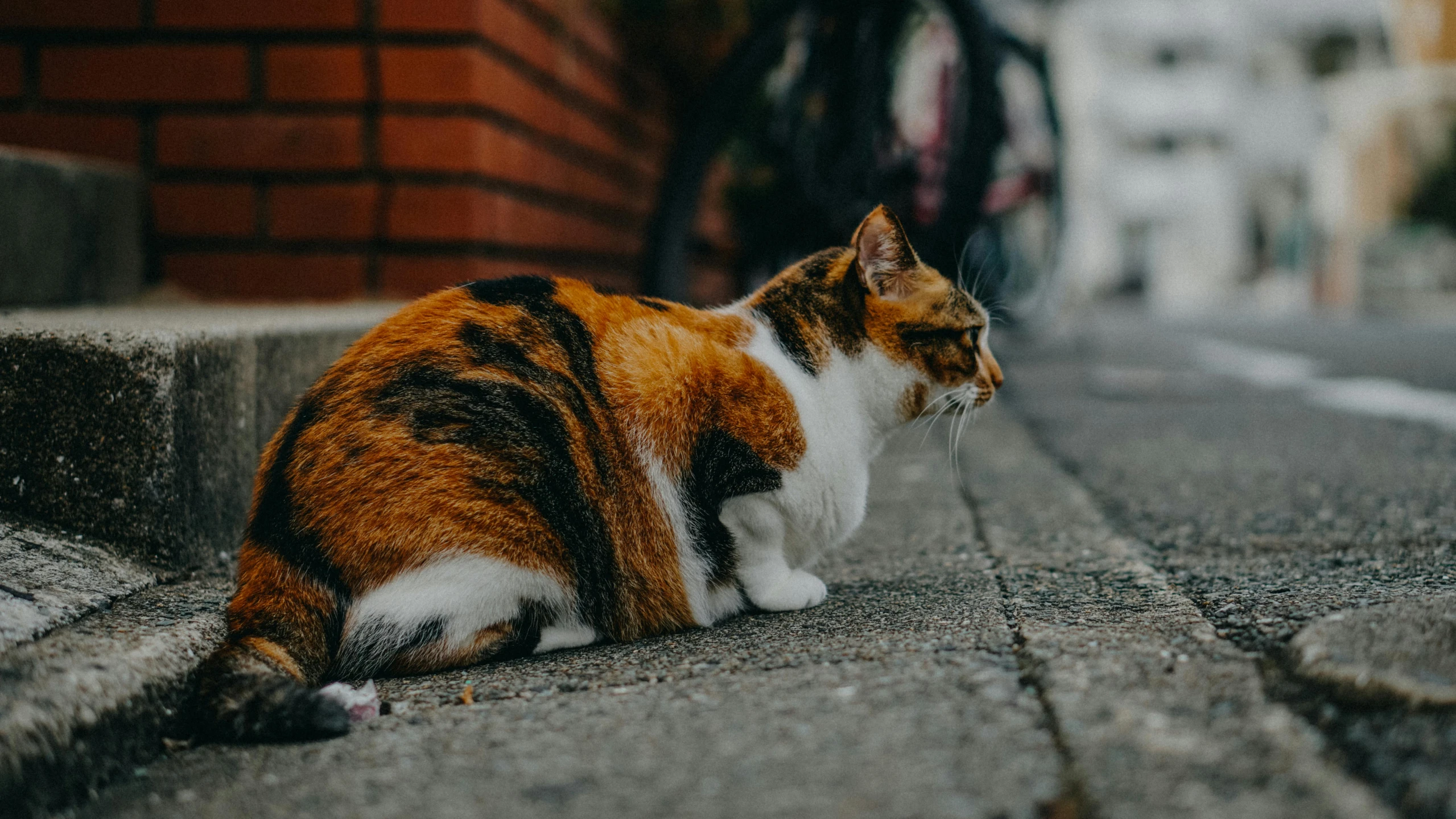 a cat sitting on the side of a road, on the sidewalk, she has a jiggly fat round belly, unsplash contest winning photo, background image