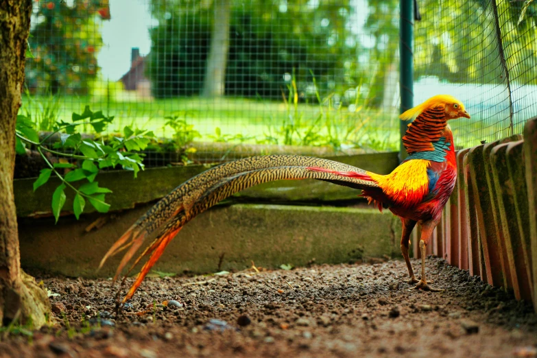 a close up of a bird near a fence, an album cover, pexels contest winner, colorful plumage, large tail, ground view shot, gardening