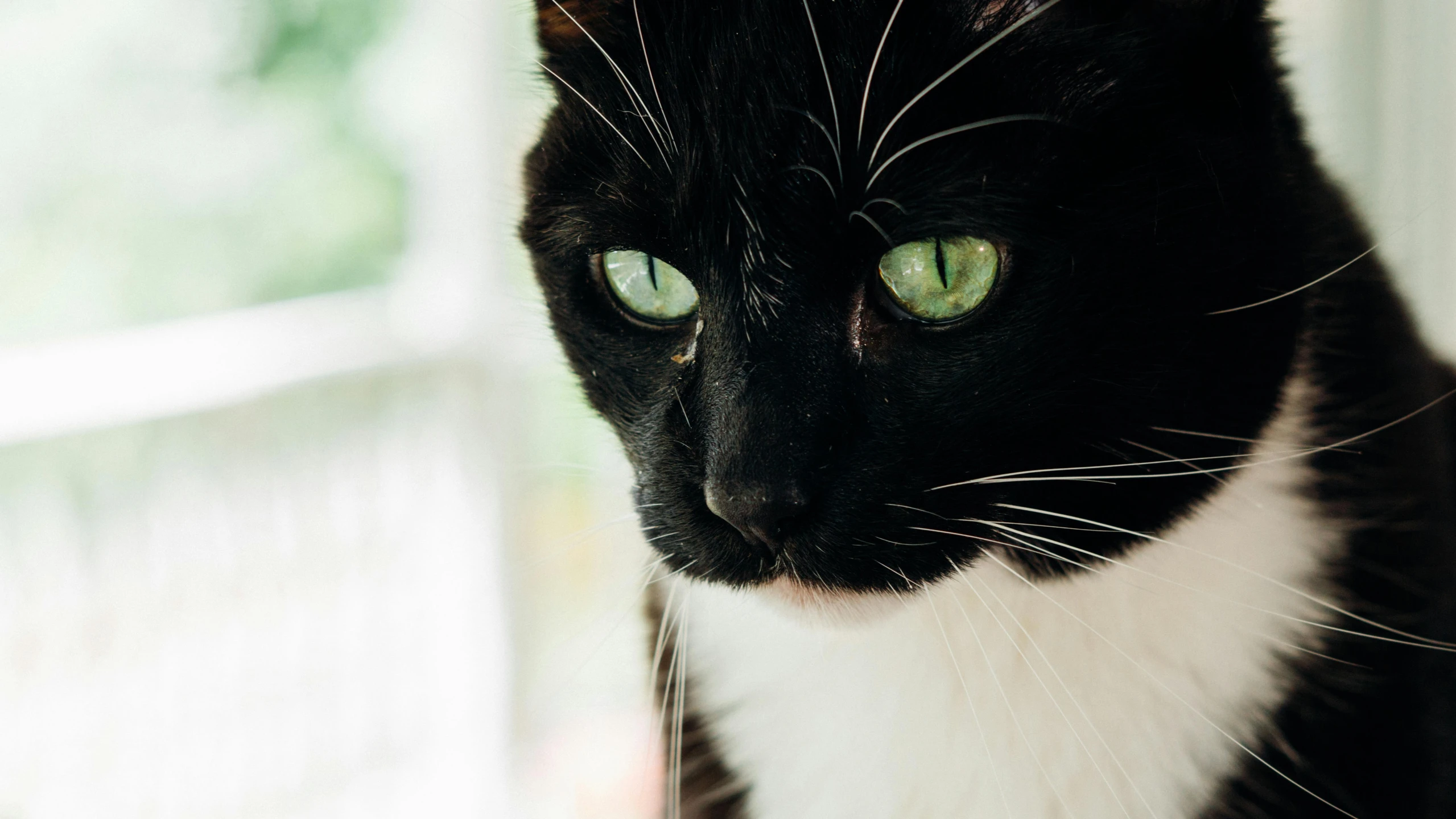 a black and white cat sitting in front of a window, green bulging eyes, close - up photograph, instagram post, taken with sony alpha 9