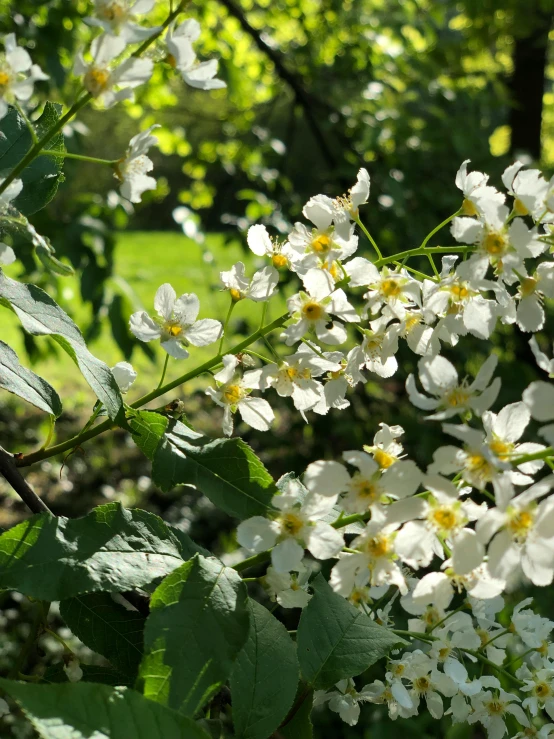 a bunch of white flowers sitting on top of a lush green field, inspired by Konstantin Somov, unsplash, happening, under the soft shadow of a tree, photo on iphone, medium closeup, 🌸 🌼 💮