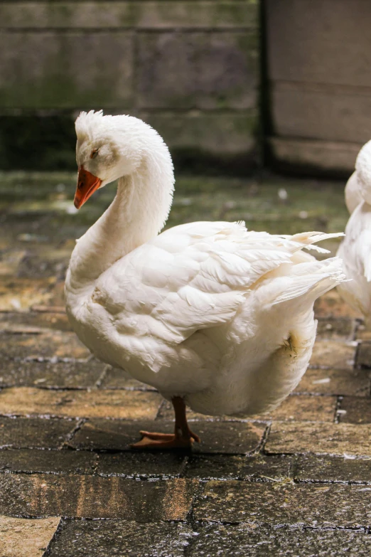 a couple of white ducks standing next to each other, pexels contest winner, renaissance, battered, subject= duck, aged 2 5, fluffy tail