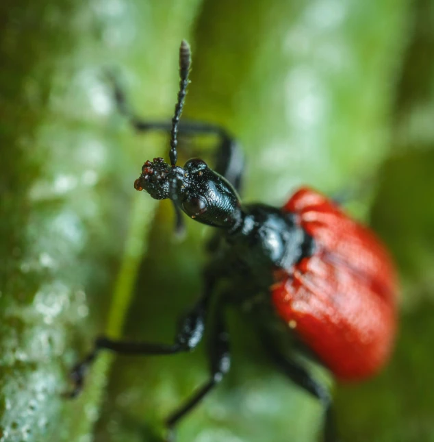 a close up of a bug on a leaf, pexels contest winner, figuration libre, high detailed photography red, carnivorous plant, rhino beetle, full body extreme closeup