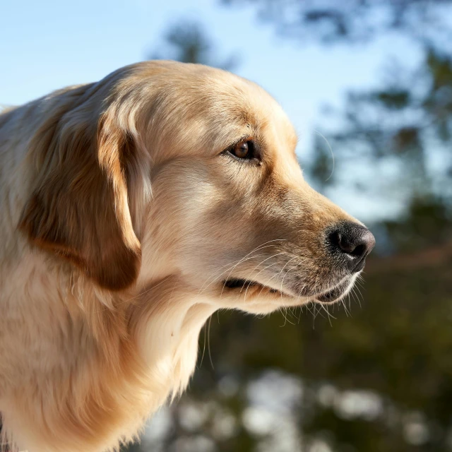 a close up of a dog with trees in the background, golden, side profile, high quality product image”, fan favorite