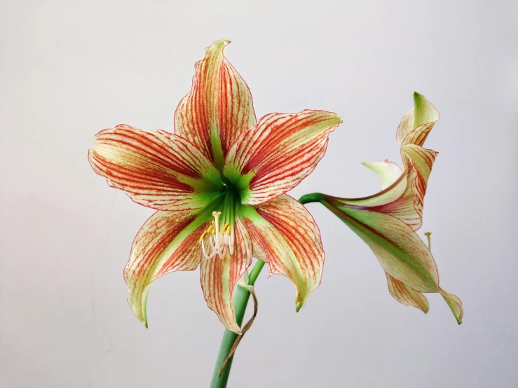 a close up of a flower in a vase, a stipple, trending on pexels, hurufiyya, white stripes all over its body, scarlet emerald, stargazer, set against a white background