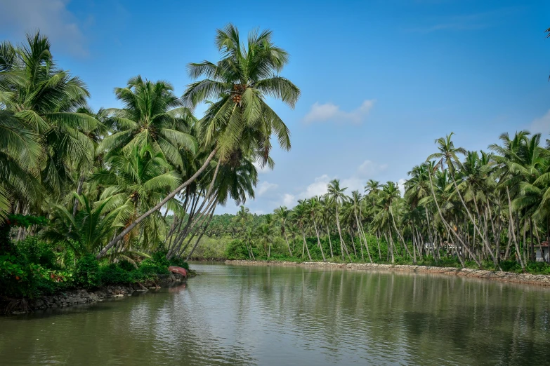 a body of water surrounded by palm trees, on a riverbank, travel guide, multiple stories, thumbnail