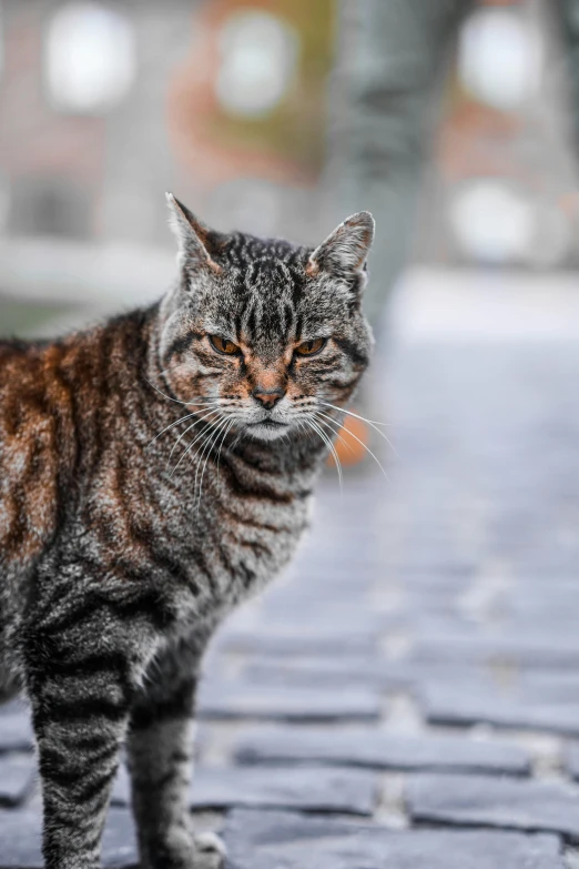 a cat is standing on a cobblestone road, an album cover, by Carlo Martini, unsplash, wrinkles, pouty, high quality photo, armored cat