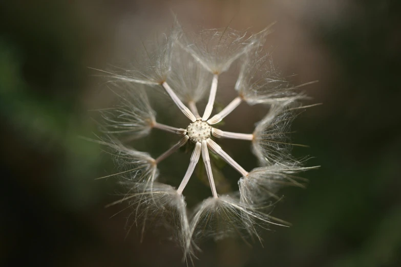 a close up of a flower with a blurry background, a macro photograph, pexels contest winner, hurufiyya, seeds, alessio albi, young and slender, detailed high resolution