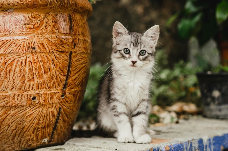 a gray and white kitten sitting next to a potted plant, by Julia Pishtar, pexels contest winner, al fresco, armored cat, wide eyed, gif