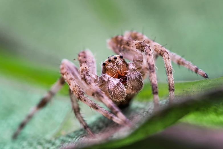 a close up of a spider on a leaf, by Adam Marczyński, fan favorite, highly detailed image, ground - level medium shot, video