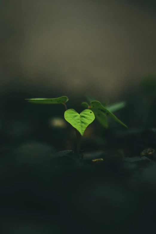 a small plant sprouting out of the ground, inspired by Elsa Bleda, unsplash, connected to heart machines, 500px, living tree, low quality photo