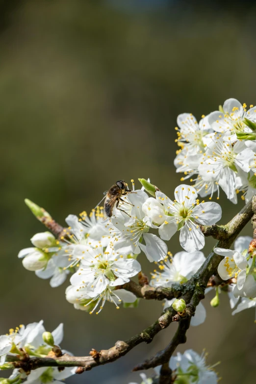 a bee sitting on top of a white flower, fruit trees, slide show, matt howarth, photograph