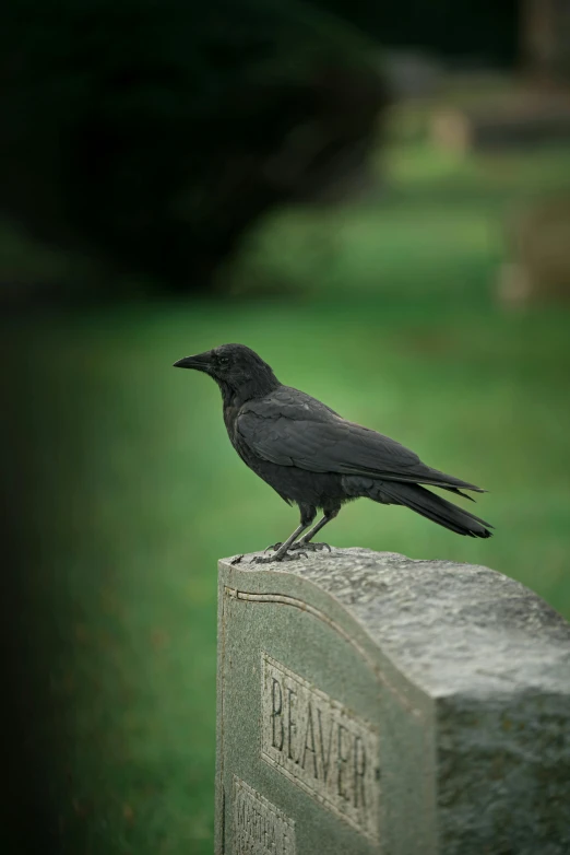 a black bird sitting on top of a tombstone, sitting down, rossdtaws, parks and monuments, grey