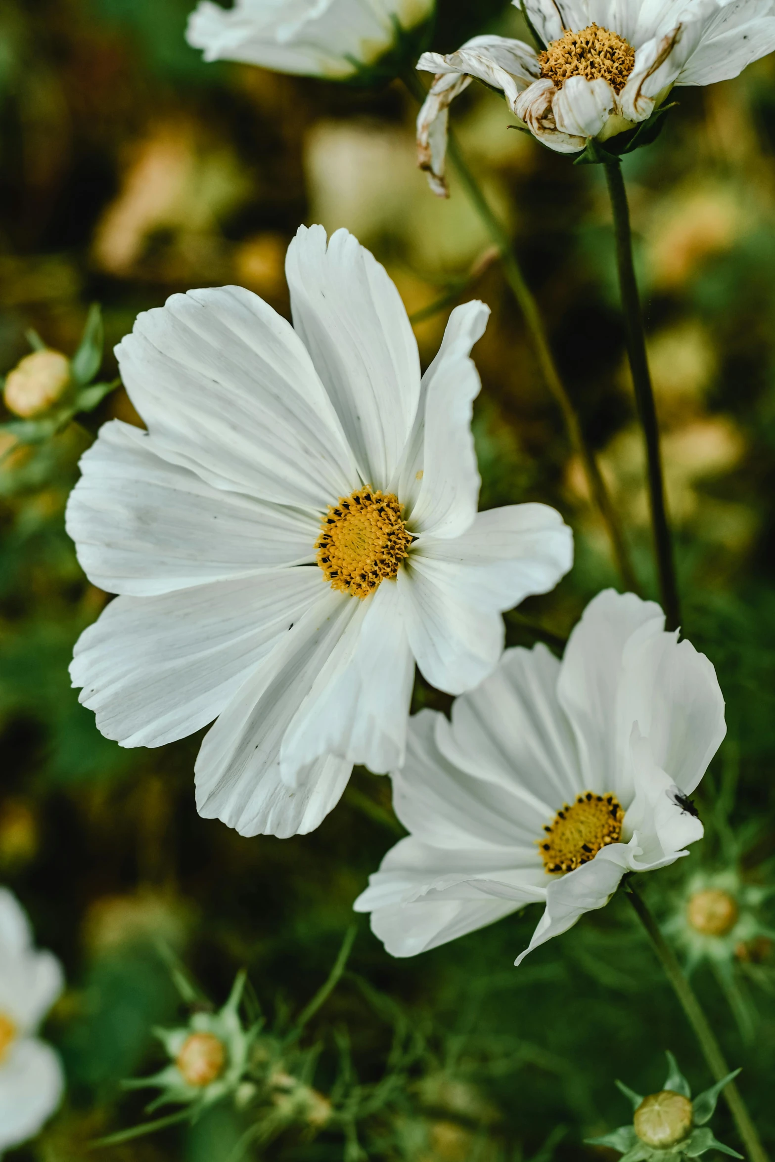 a group of white flowers sitting on top of a lush green field, pexels contest winner, renaissance, miniature cosmos, gold flaked flowers, botanical photo, two