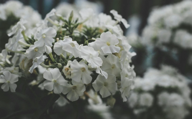 a close up of a bunch of white flowers, unsplash, verbena, overcast mood, instagram photo, instagram post