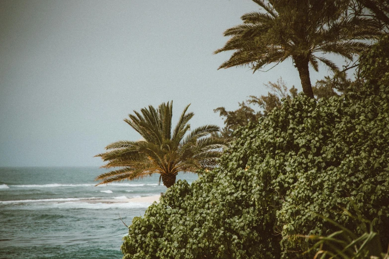 a couple of palm trees sitting on top of a lush green hillside, unsplash contest winner, hurufiyya, epic coves crashing waves plants, nice slight overcast weather, 90's photo, cyprus