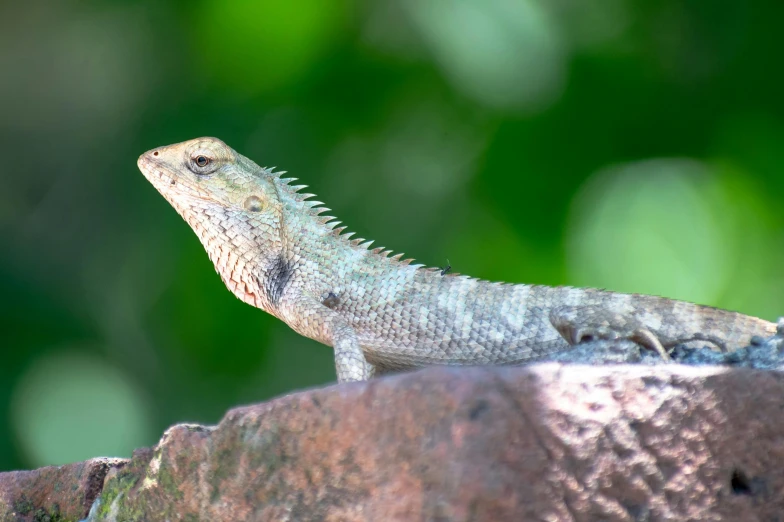 a lizard sitting on top of a rock, an album cover, by Gwen Barnard, pexels contest winner, sumatraism, australian, curved horned dragon!, al fresco, 1 male