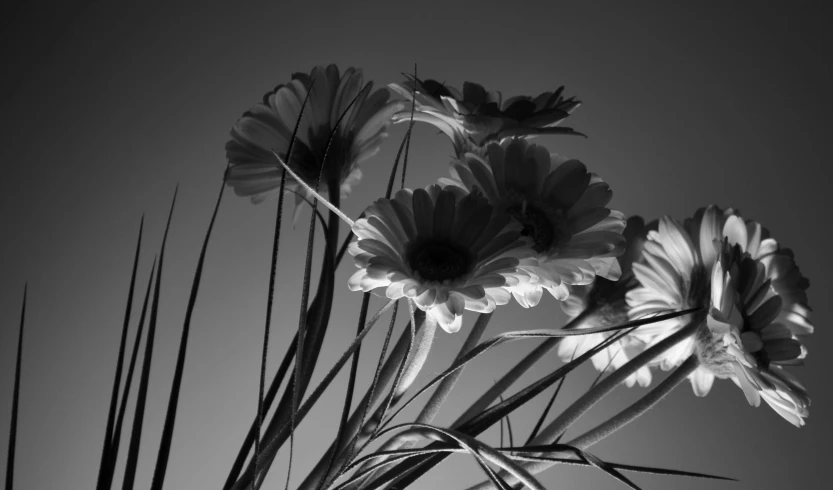 a black and white photo of flowers in a vase, flickr, romanticism, blue sky, giant daisy flowers head, evening sunlight, fronds