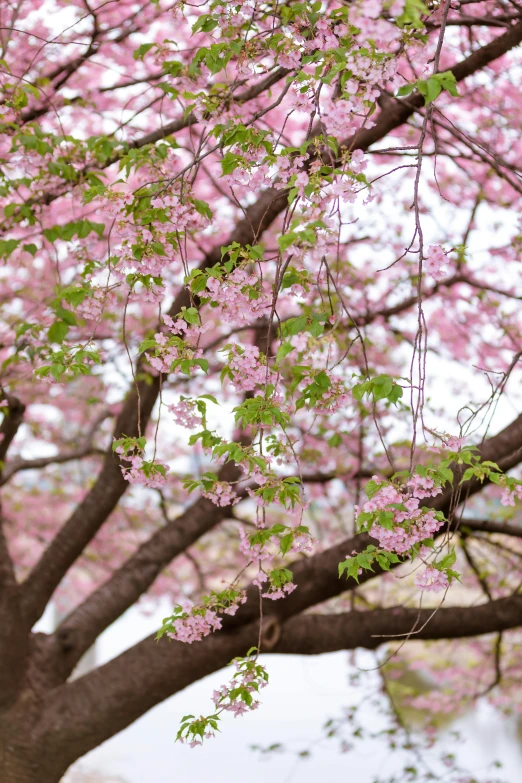 a woman sitting on a bench under a tree, inspired by Miyagawa Chōshun, trending on unsplash, pink flowers, zoomed in, washington dc, green and pink fabric