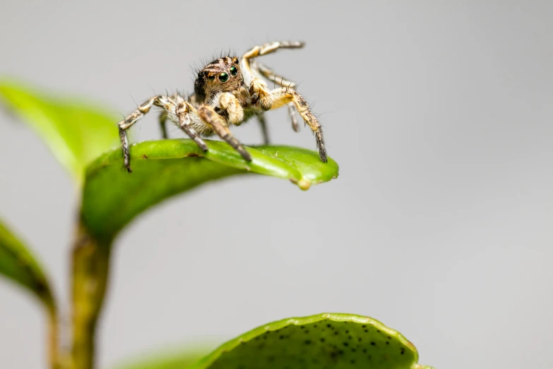 a spider sitting on top of a green leaf, avatar image, dezeen, fan favorite, stacked image