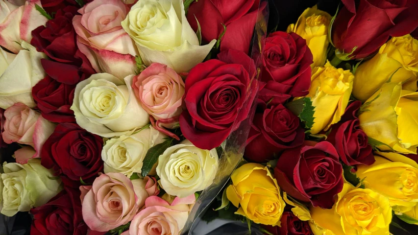 a bunch of roses sitting next to each other, up-close, varied colors, middle shot, red and yellow