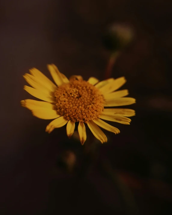 a close up of a yellow flower on a dark background, unsplash, ilustration, brown, chamomile, low quality photo