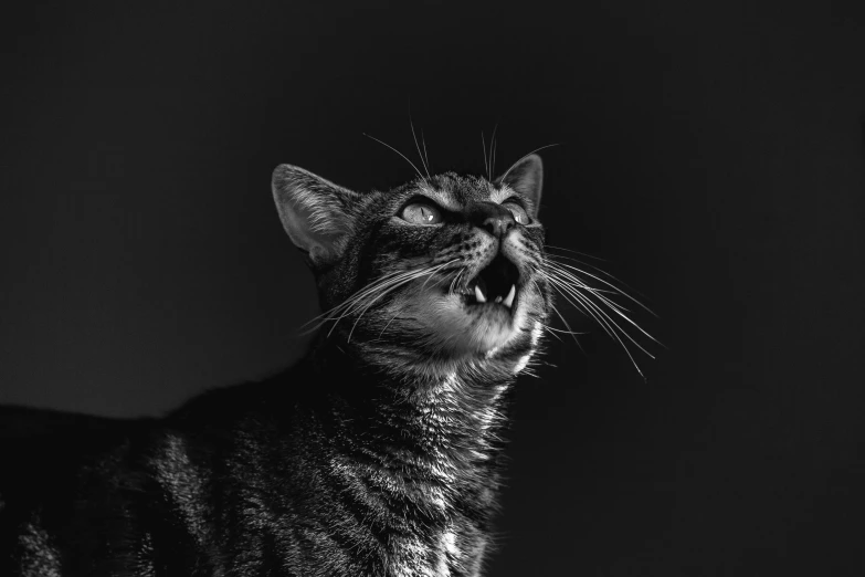 a black and white photo of a cat yawning, by Emma Andijewska, pexels contest winner, dramatic lighting from below, whiskers hq, armored cat, cat female with a whit and chest