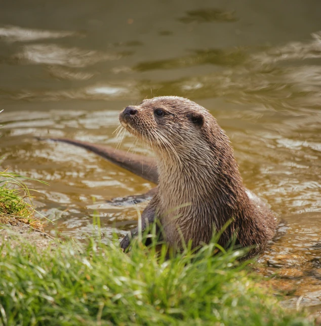 an otter standing on its hind legs in the water, pexels contest winner, hurufiyya, sitting at a pond, 🦩🪐🐞👩🏻🦳, hot summer day, on a riverbank