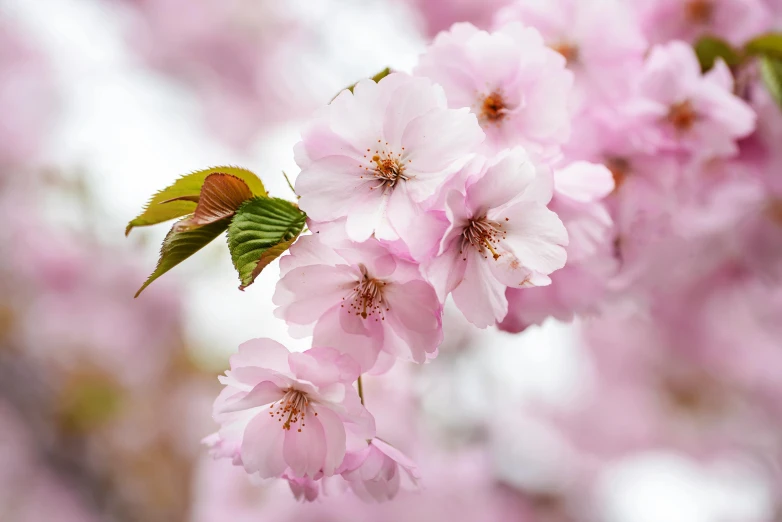 a close up of some pink flowers on a tree, an album cover, inspired by Maruyama Ōkyo, trending on pixabay, paul barson, sake, 🌸 🌼 💮, australian