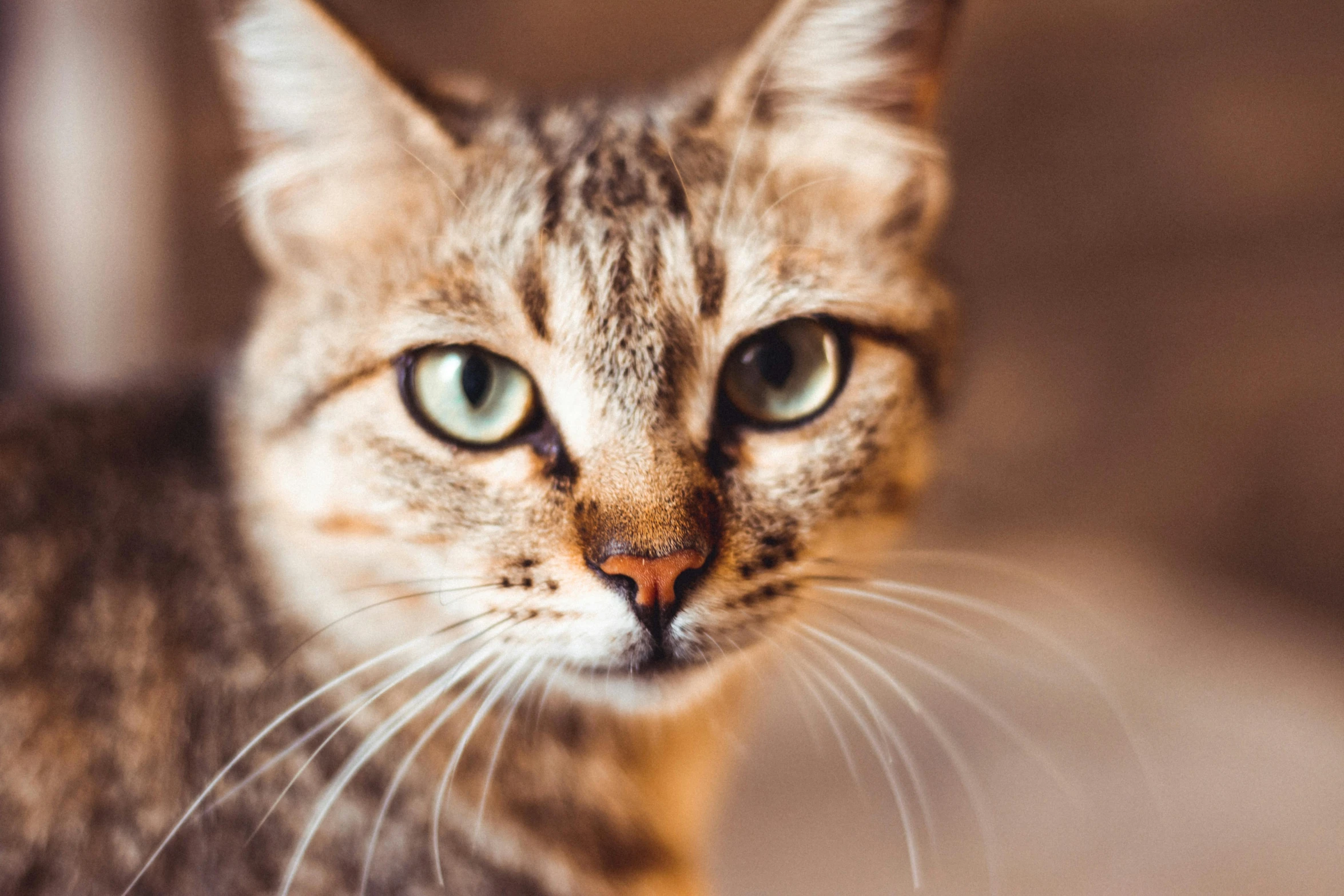 a close up of a cat looking at the camera, trending on pexels, brown, instagram post, 1 2 9 7, smooth detailed