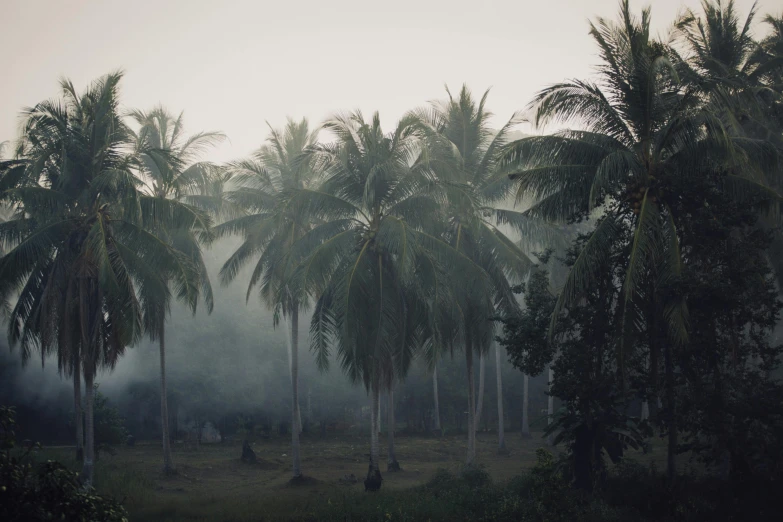 a group of palm trees sitting on top of a lush green field, inspired by Elsa Bleda, unsplash contest winner, sumatraism, spooky fog, kerala village, coconuts, foggy room