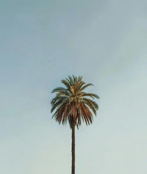 a palm tree sitting on top of a lush green field, by Carey Morris, unsplash contest winner, postminimalism, cloudless sky, brown, city views, faded glow
