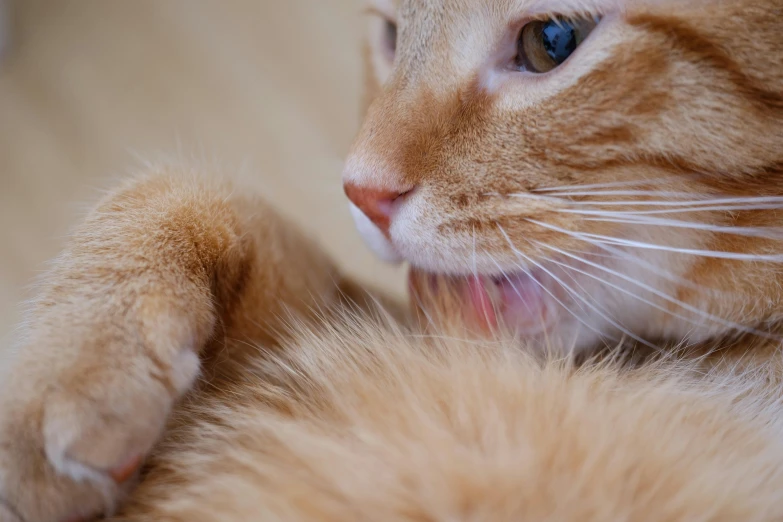 a close up of a cat laying on its back, trending on pexels, hairy orange skin, cat and dog licking each other, pale smooth, paw pads