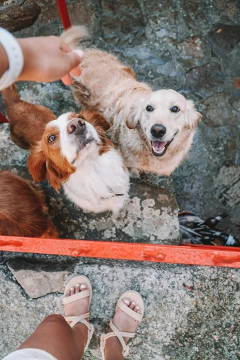 a group of dogs standing next to each other, a picture, pexels contest winner, happening, smiling down from above, bali, gif, urban surroundings