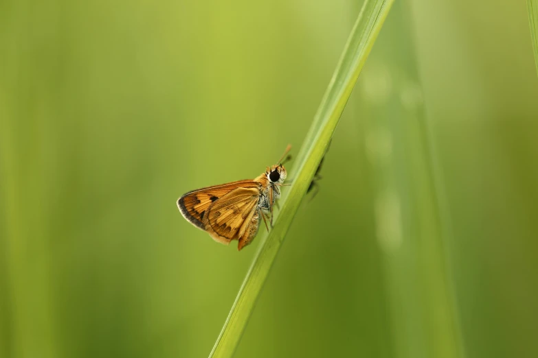 a close up of a butterfly on a blade of grass, a macro photograph, by Andries Stock, unsplash, hurufiyya, medium format. soft light, minimalist, brown:-2, sitting down casually