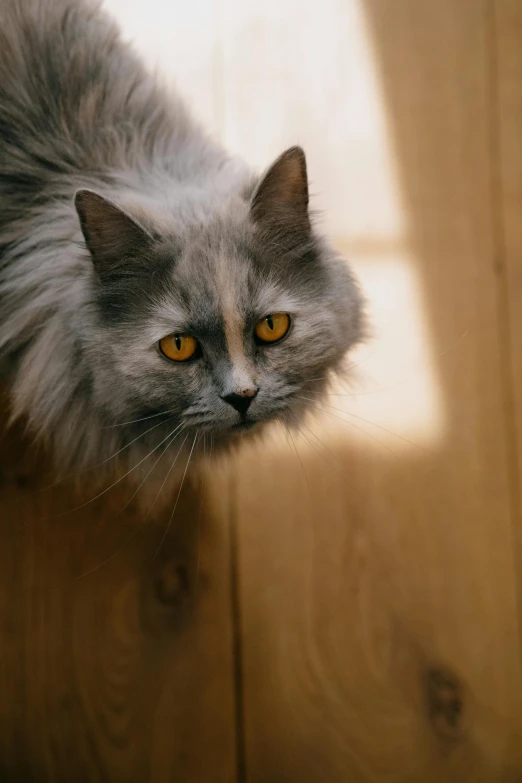 a gray cat sitting on top of a wooden floor