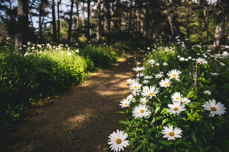 a forest filled with lots of white flowers, by Carey Morris, unsplash, pathway, daisies, recreation, tia masic