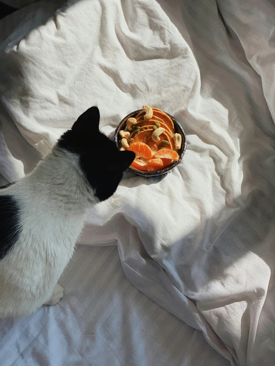 a black and white cat looking at a plate of food, a still life, trending on reddit, holding a tangerine, on my bed, full frame image, profile image