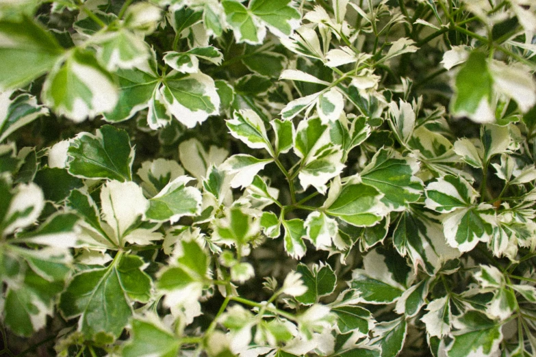 a close up of a plant with white and green leaves, ashford black marble, sycamore, small and dense intricate vines, desert white greenhouse