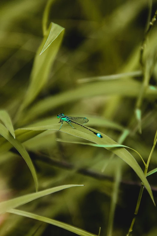 a dragonfly rests on a blade of grass, pexels contest winner, dynamic pearlescent teal light, avatar image, chillhop, high-resolution photo