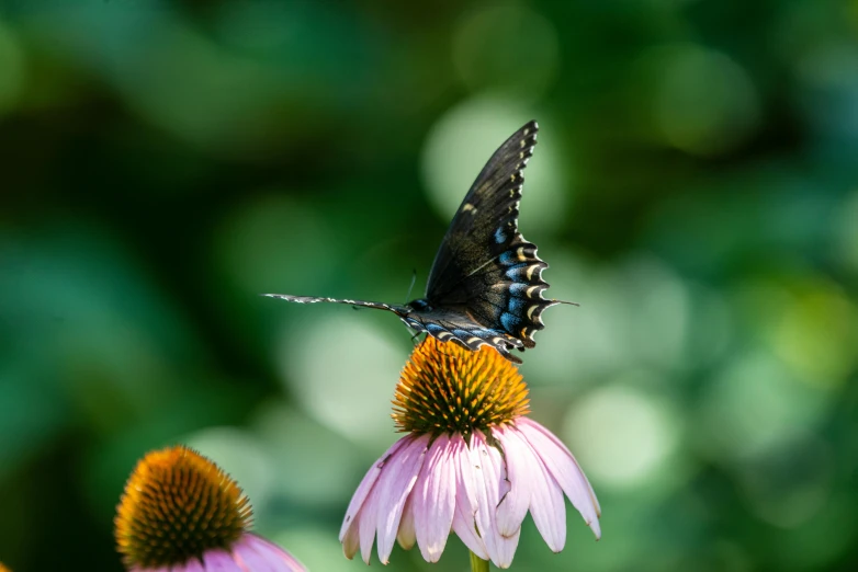 a butterfly sitting on top of a purple flower, by Carey Morris, pexels contest winner, renaissance, cottagecore flower garden, black, 15081959 21121991 01012000 4k, profile shot