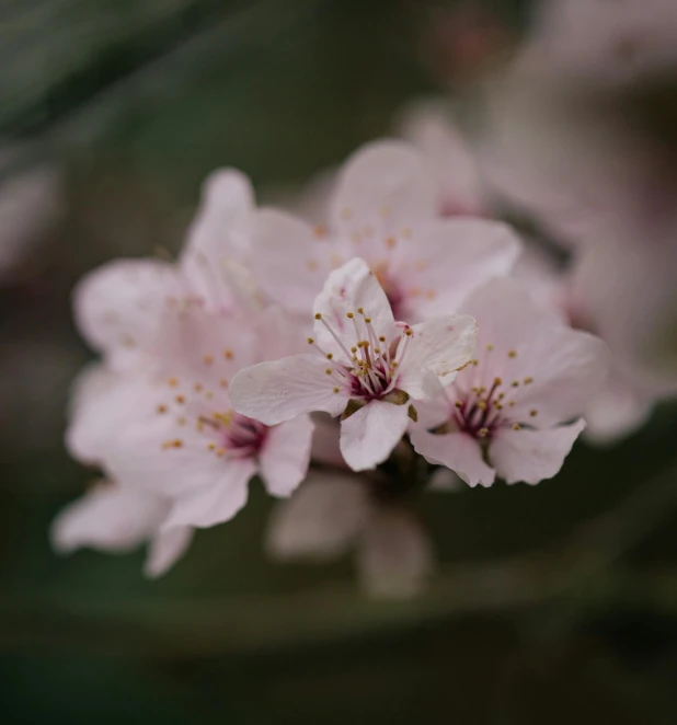 a close up of a flower on a tree, by Emma Andijewska, trending on unsplash, happening, almond blossom, detailed medium format photo, today\'s featured photograph 4k, slight overcast