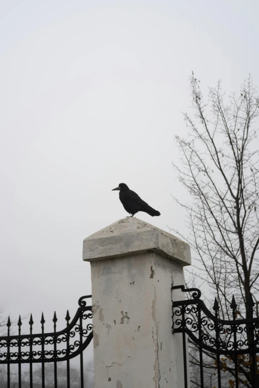 a black bird sitting on top of a white fence, a statue, slightly foggy, in russia, foggy!, on top of it